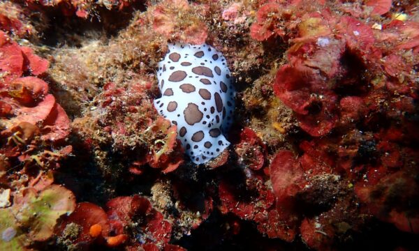 29af5441-acdf-4f6b-8bbf-abc35b77f784 29af5441-acdf-4f6b-8bbf-abc35b77f784