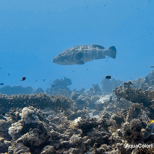 SportDiver_20251109_114845