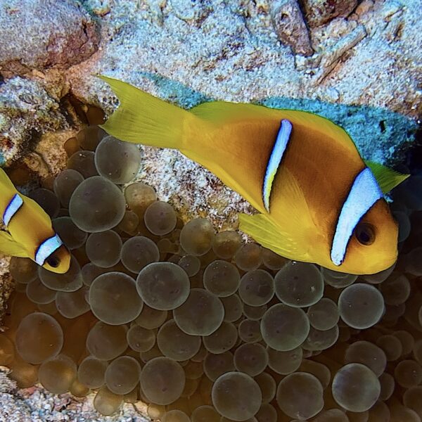 SportDiver_20251109_114934