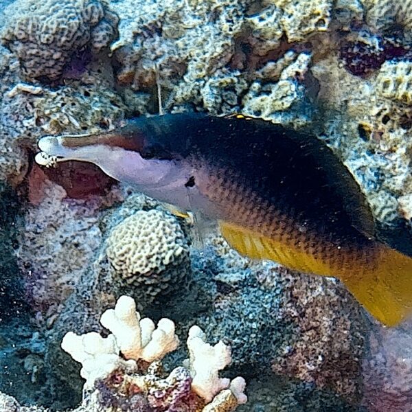 SportDiver_20251109_115812(1)