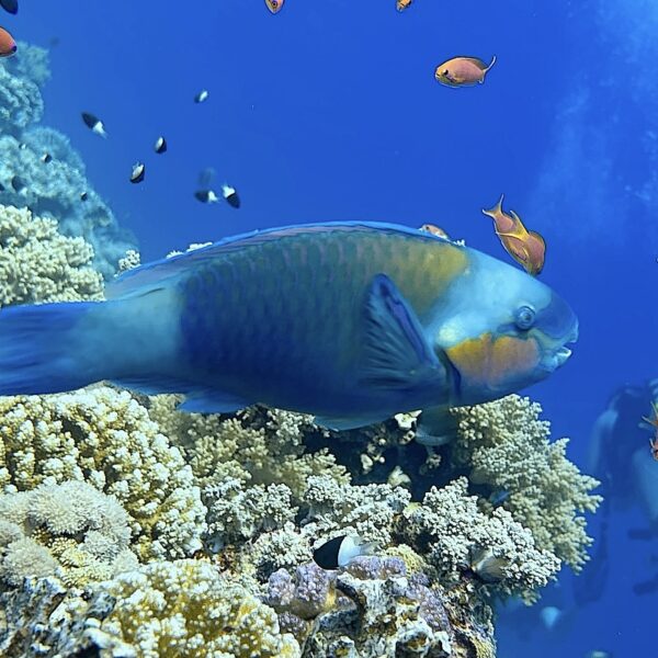 SportDiver_20251110_132540