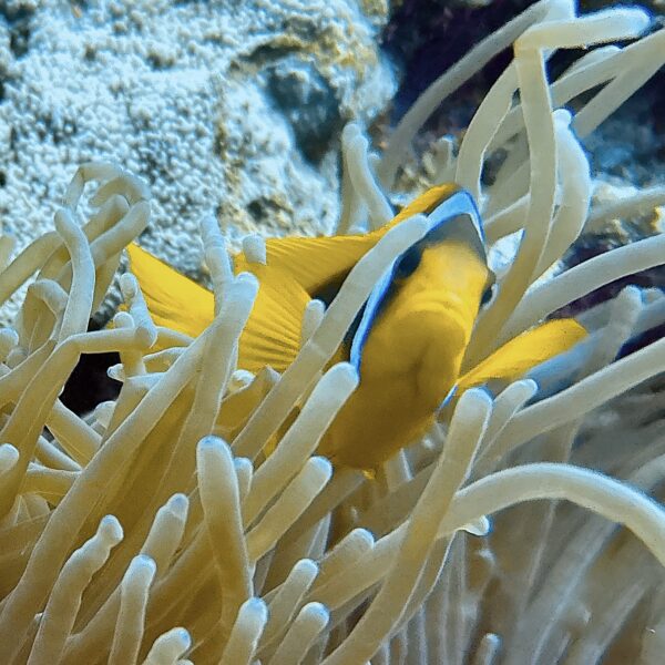 SportDiver_20251111_070502