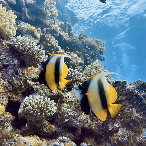 SportDiver_20251111_071558