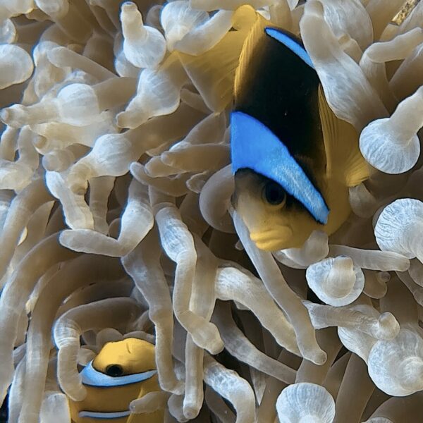 SportDiver_20251111_071647