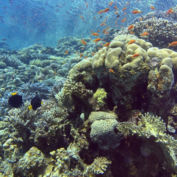 SportDiver_20251111_073602