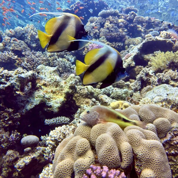 SportDiver_20251111_074017