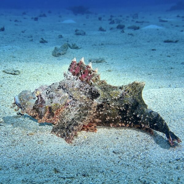 SportDiver_20251111_162509