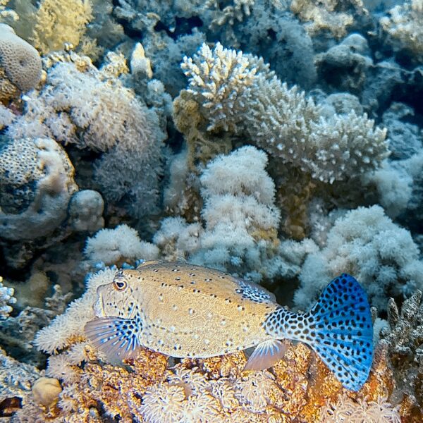 SportDiver_20251111_163820