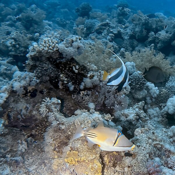 SportDiver_20251111_164929