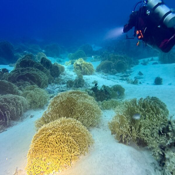 SportDiver_20251111_165544