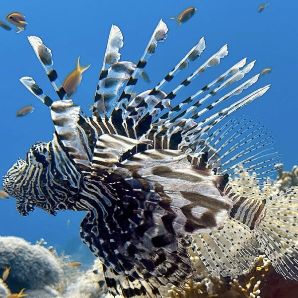 SportDiver_20251112_123212