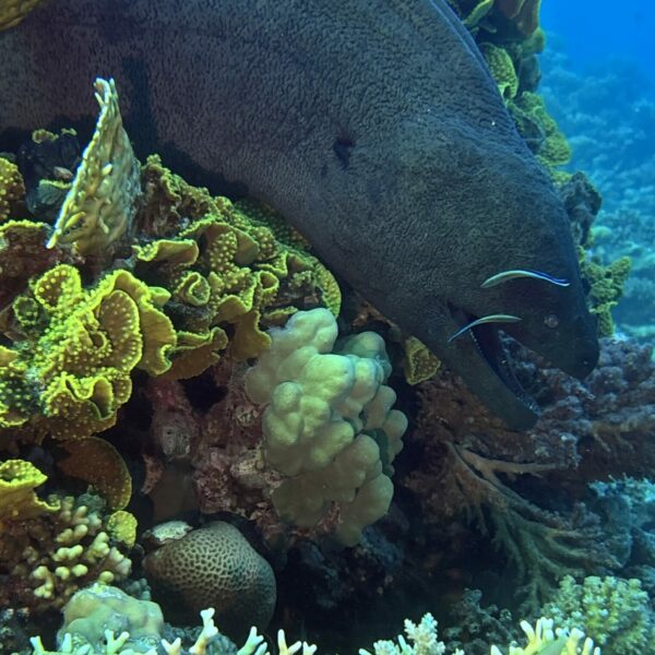 SportDiver_20251113_160117