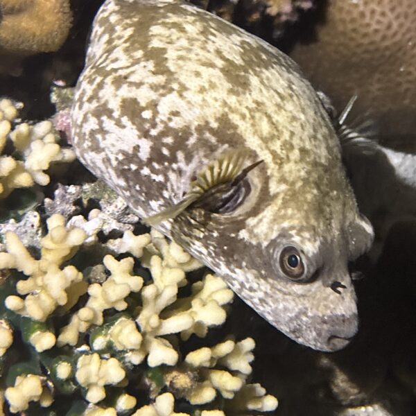 SportDiver_20251113_185658