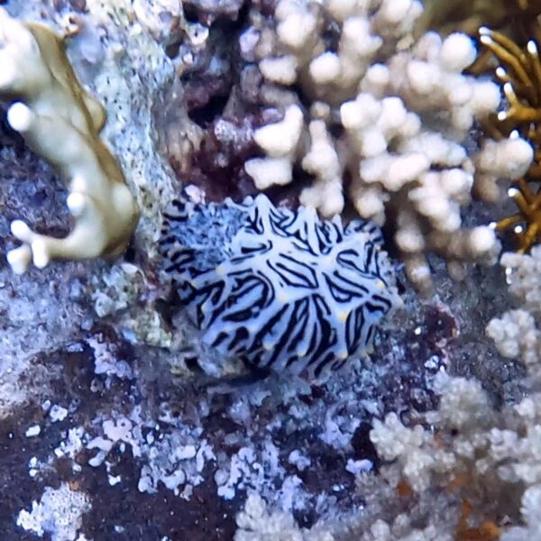 c943e975-b6ad-448e-99e0-f57c41341101