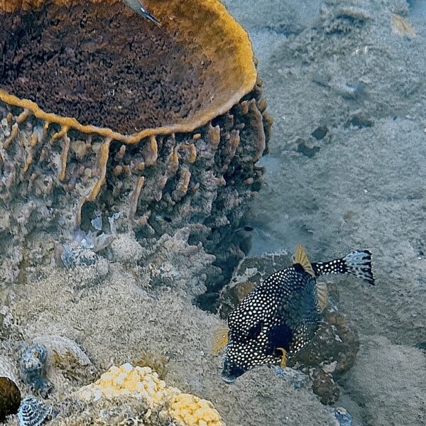 SportDiver_20260228_104447