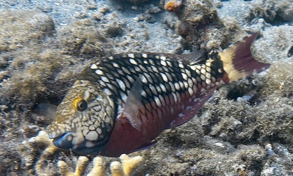 SportDiver_20260228_112005