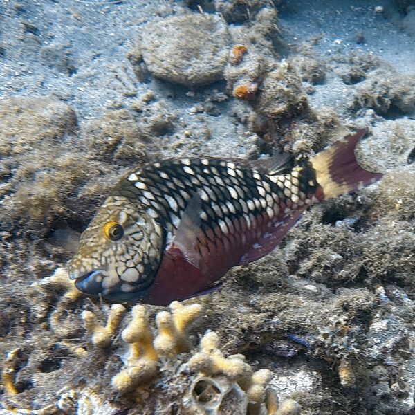 SportDiver_20260228_112005