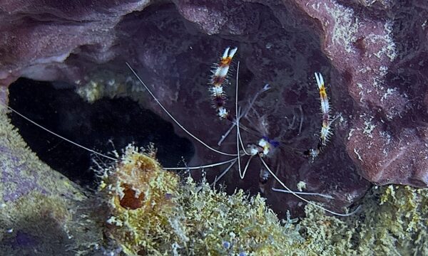 SportDiver_20260228_112505