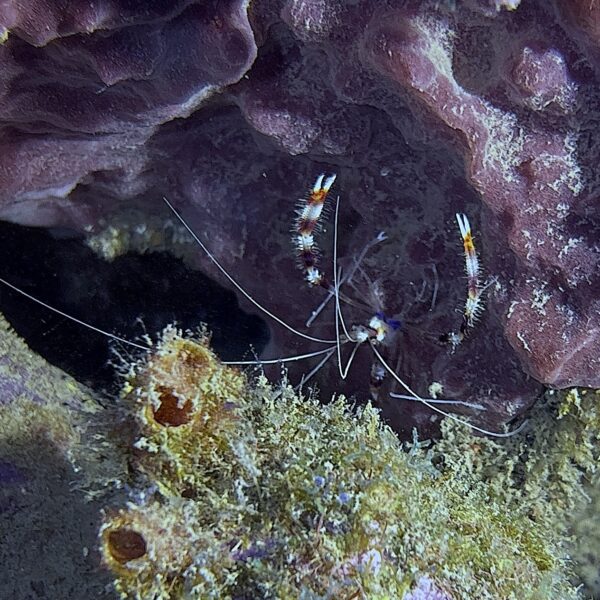 SportDiver_20260228_112505