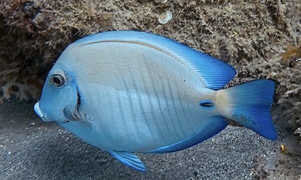 SportDiver_20260228_112739