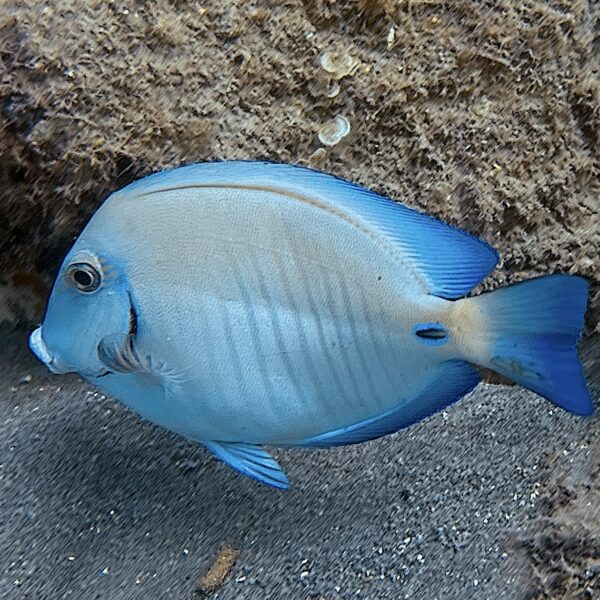 SportDiver_20260228_112739