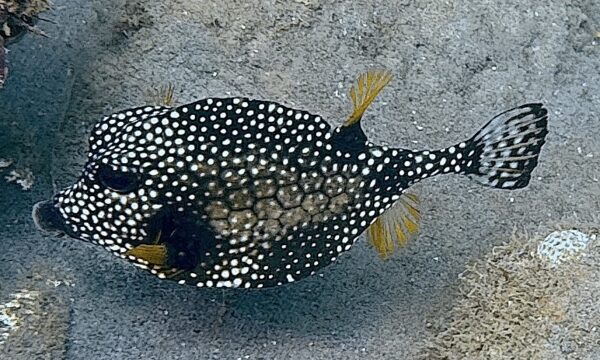 SportDiver_20260228_113235