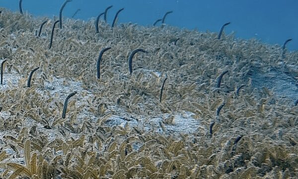 SportDiver_20260301_095657