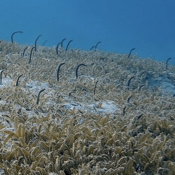 SportDiver_20260301_095657