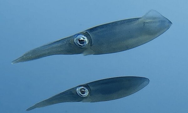 SportDiver_20260301_100009