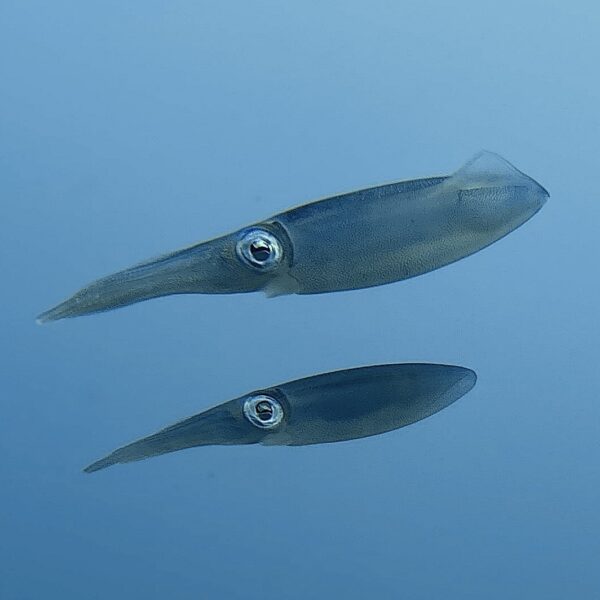 SportDiver_20260301_100009