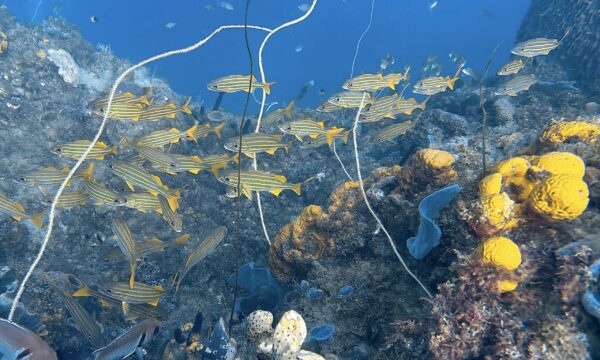 SportDiver_20260301_101610