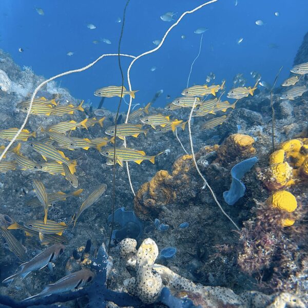 SportDiver_20260301_101610