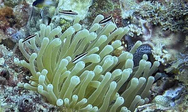 SportDiver_20260301_102928