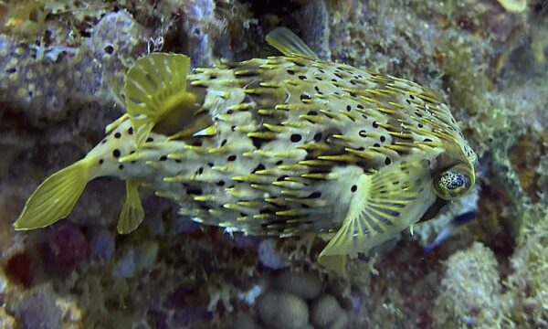 SportDiver_20260301_103228