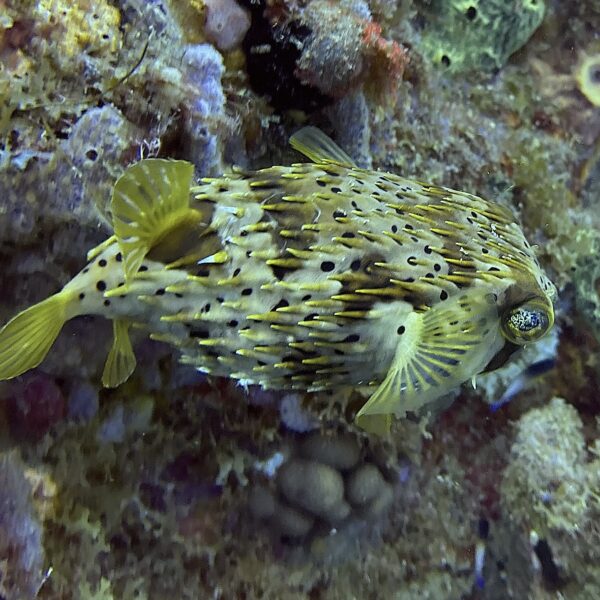 SportDiver_20260301_103228