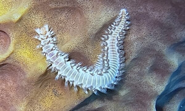 SportDiver_20260301_151154