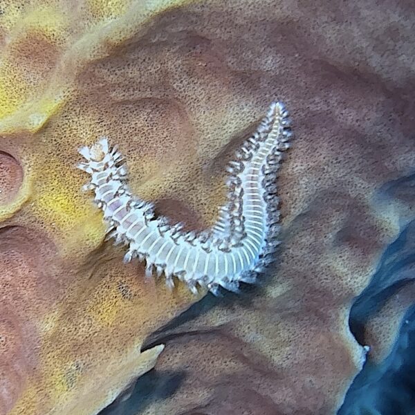 SportDiver_20260301_151154