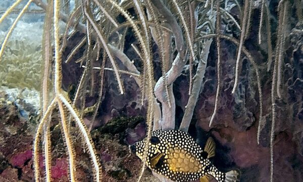 SportDiver_20260301_151245