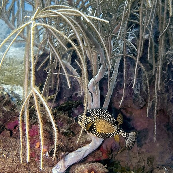 SportDiver_20260301_151245