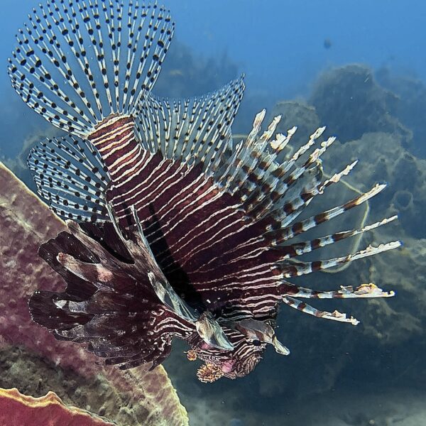 SportDiver_20260301_151951