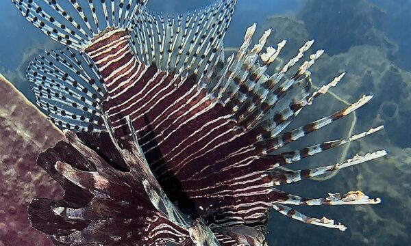 SportDiver_20260301_151951