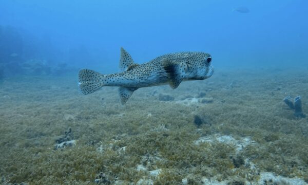 SportDiver_20260301_153402