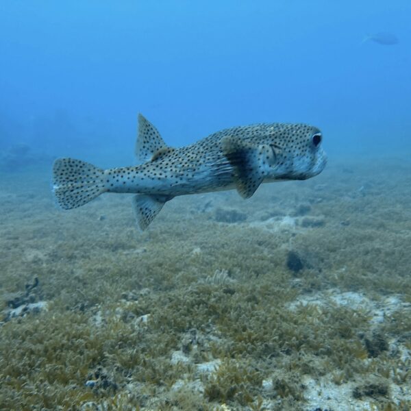 SportDiver_20260301_153402