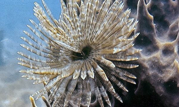 SportDiver_20260301_154847