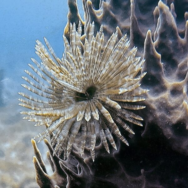 SportDiver_20260301_154847