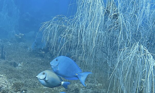 SportDiver_20260301_155358