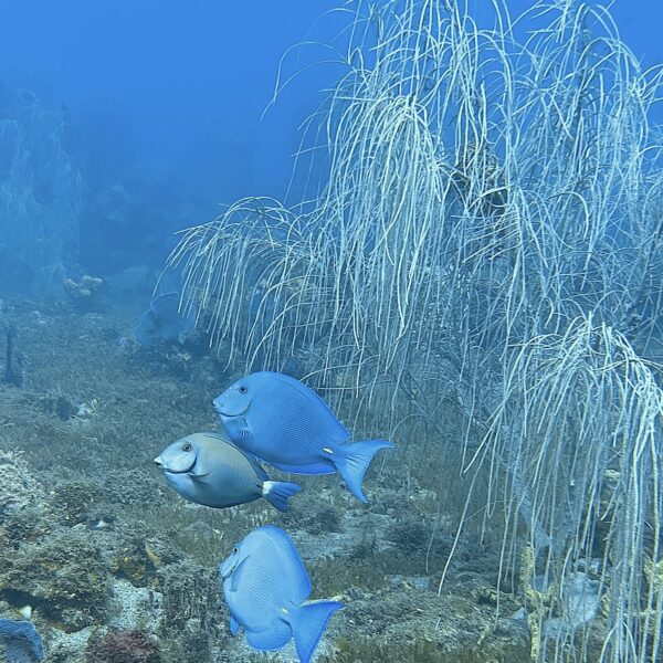 SportDiver_20260301_155358