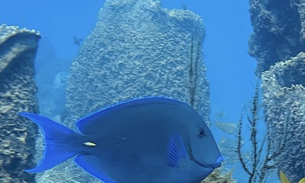 SportDiver_20260301_155500