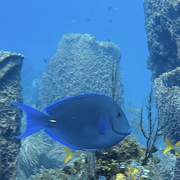 SportDiver_20260301_155500