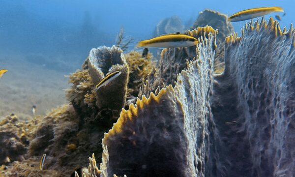 SportDiver_20260301_155931